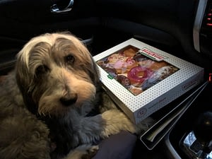 Dylan guarding the Krispy Kreme Donuts