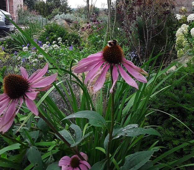 Current ongoing project in Cheshire 2023, Bee enjoying the Echinacea