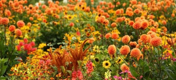 Bee Friendly Flowers for your garden Autumn flowers