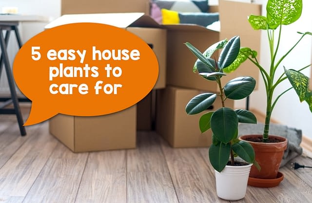 5 easy house plants to care for