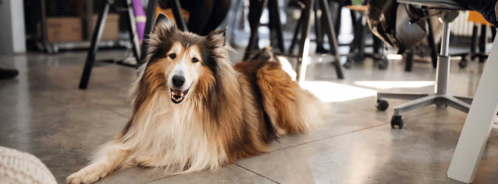 Collie lying on a stone floor in a cafe, looking directly at the camera