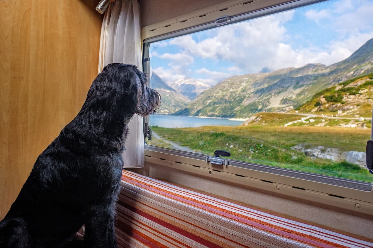 dog-viewing-landscape Dog looking out caravan window at mountains