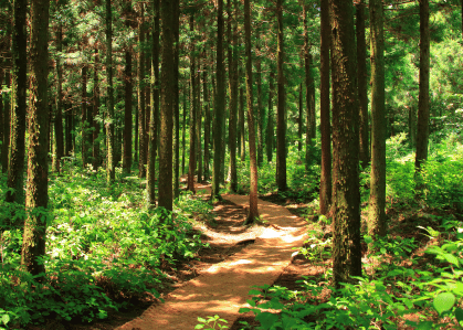 Llyn Parc Walk in the Gwydir Forest Llyn Parc Walk in the Gwydir Forest
