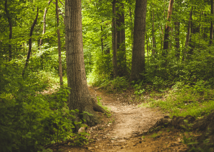 Pwllycrochan Woods Pwllycrochan Woods